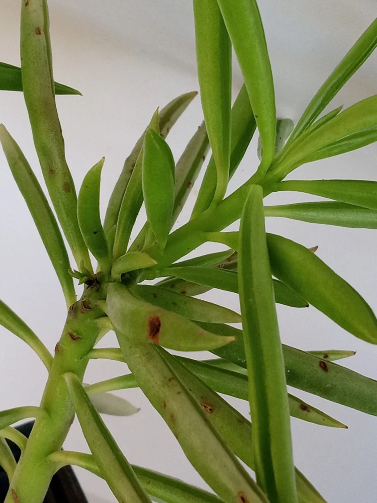 2 Peperomia Ferreyrae Happy Bean Succulent Live Houseplants - Evergreen, Green - Image 2