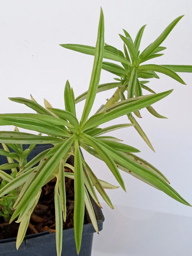 2 Peperomia Ferreyrae Happy Bean Succulent Live Houseplants - Evergreen, Green - Image 1