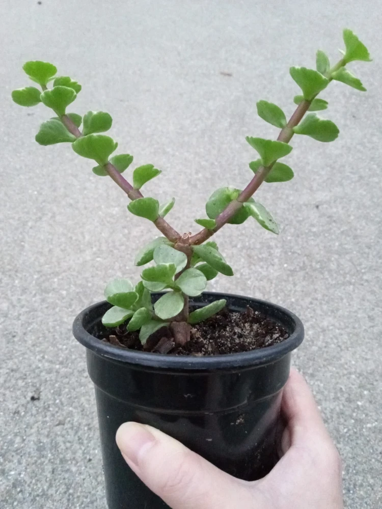 2 Rainbow Elephant Bush Live Succulent Rooted Starter Plants - Portulacaria Afra - Indoor & Outdoor - Image 1