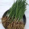 20 Garlic Chives Bare Root Plants - Organic, Hardy Perennial Herb - Image 1