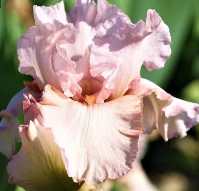 3 Bearded Iris Rhizome Bulbs - Freshly Harvested Perennial Variety Mix - Multicolor - Image 2