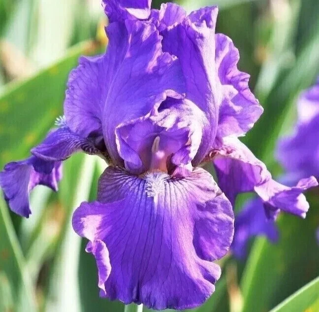 3 Bearded Iris Rhizome Bulbs - Freshly Harvested Perennial Variety Mix - Multicolor - Image 1