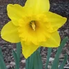 3 Daffodil Flower Bulbs - Fragrant Spring Variety Mix - Outdoor Perennial - Image 1