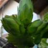 3 Dragon Fruit Cactus Cuttings - Hylocereus Undatus White Flesh Pitaya, 8"+ Rooted, Indoor/Outdoor Edible Plant - Image 1
