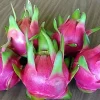 3 Dragon Fruit Cactus Cuttings – White Flesh Pitaya – Live Plant – 8 inch+ – Indoor/Outdoor - Image 1