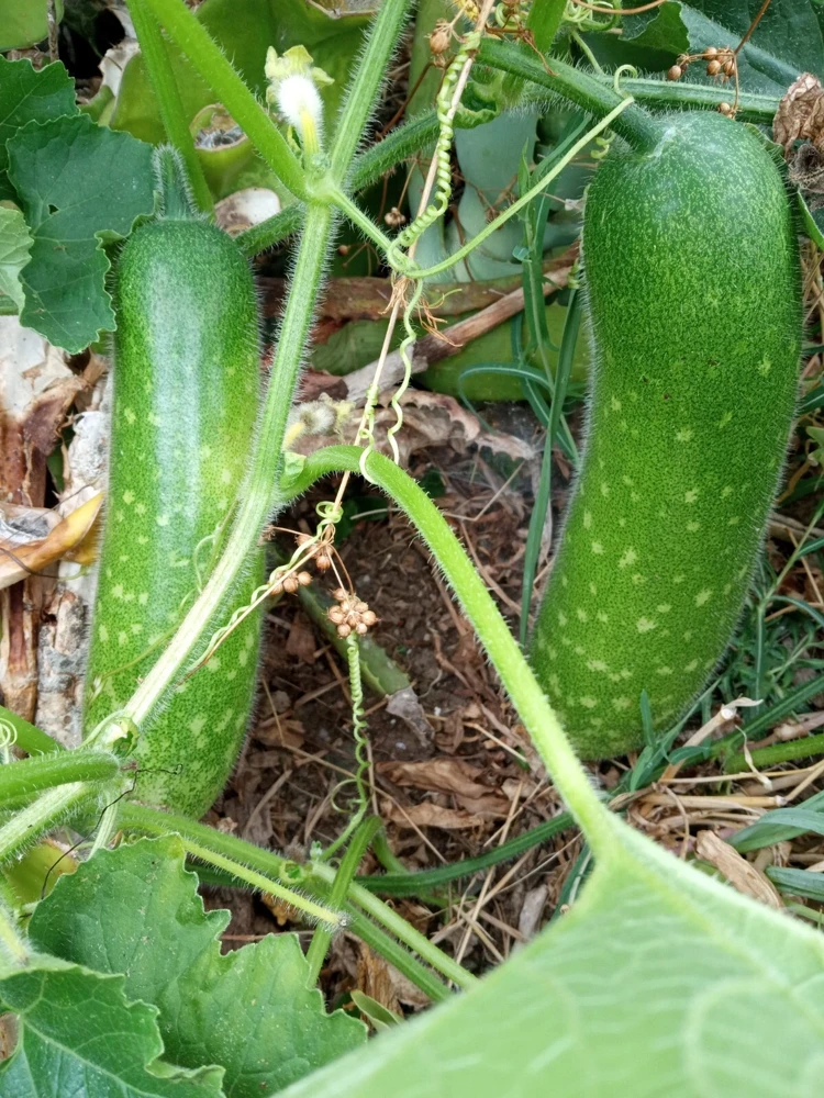 30+ Fuzzy Melon Wax Gourd Hairy Squash Seeds - Easy Grow Vegetable Seeds - Image 2