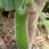 30+ Fuzzy Melon Wax Gourd Hairy Squash Seeds - Easy Grow Vegetable Seeds - Image 1