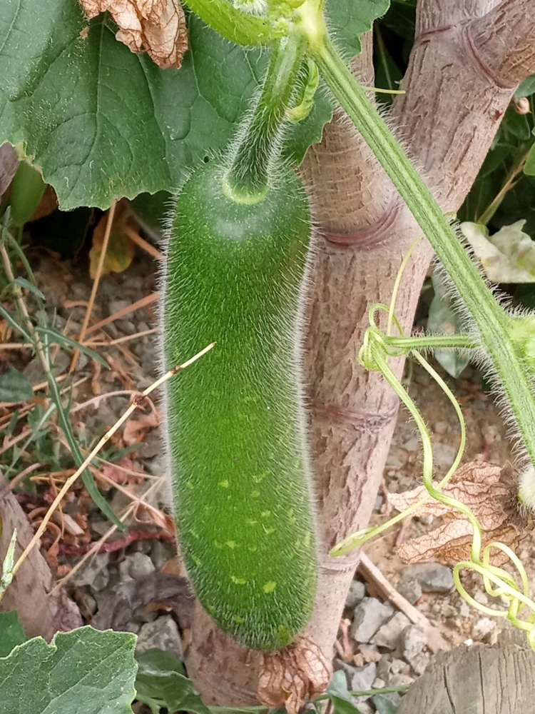 30+ Fuzzy Melon Wax Gourd Hairy Squash Seeds - Easy Grow Vegetable Seeds - Image 1