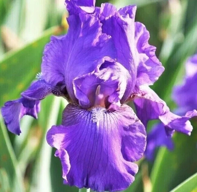 5 Bearded Iris Rhizome Bulbs - Perennial Flower Mix - Multicolor Indoor/Outdoor - Image 2