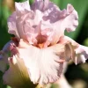 5 Bearded Iris Rhizome Bulbs - Perennial Flower Mix - Multicolor Indoor/Outdoor - Image 1