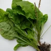 5 Broadleaf Plantain Live Plants - Plantago Asiatica Rooted - Outdoor - Image 1