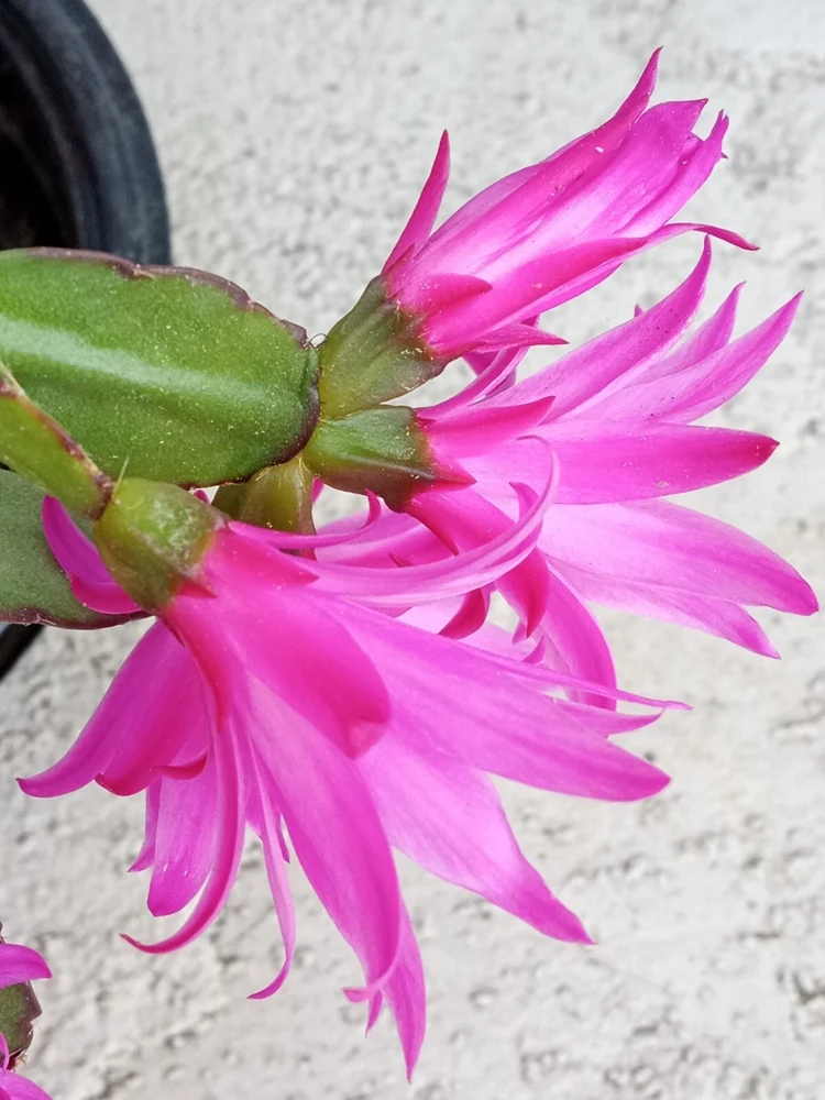 5 Easter Cactus Leaf Cuttings - Pink & Red Schlumbergera Mix Indoor/Outdoor - Image 11