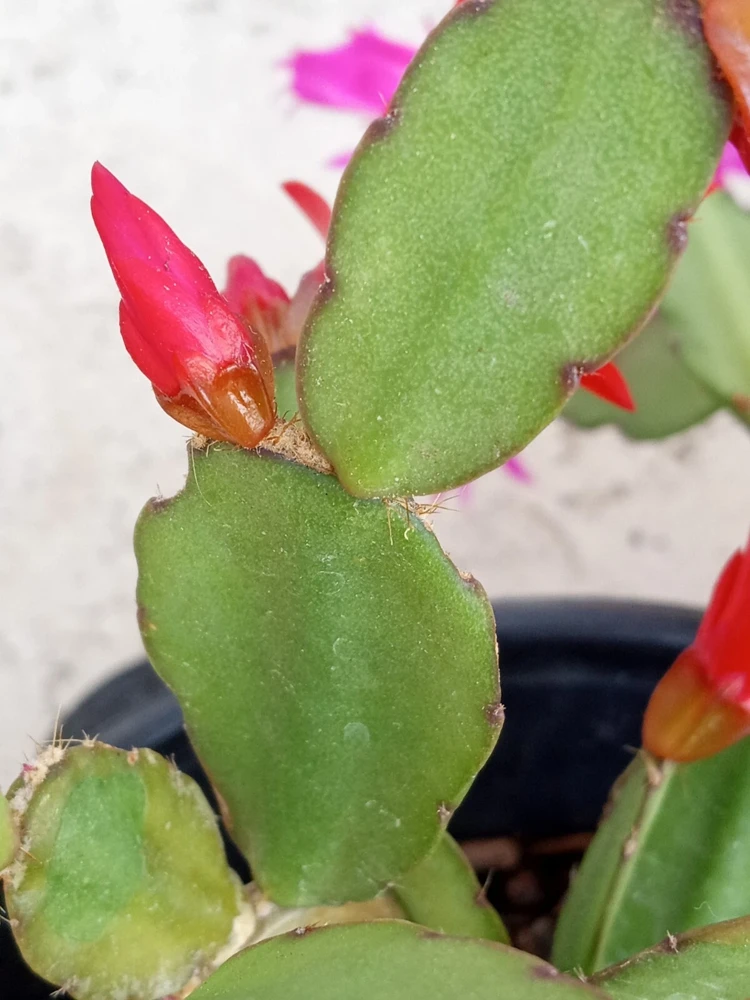 5 Easter Cactus Leaf Cuttings - Pink & Red Schlumbergera Mix Indoor/Outdoor - Image 12