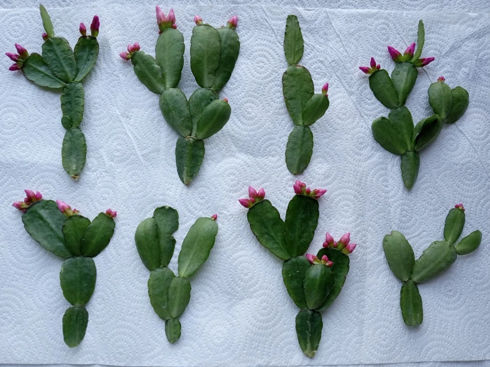 5 Easter Cactus Leaf Cuttings - Pink & Red Schlumbergera Mix Indoor/Outdoor - Image 13