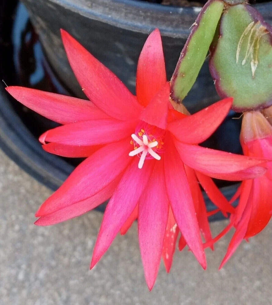 5 Easter Cactus Leaf Cuttings - Pink & Red Schlumbergera Mix Indoor/Outdoor - Image 3