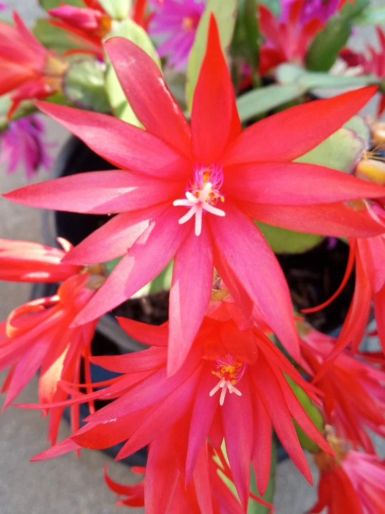 5 Easter Cactus Leaf Cuttings - Pink & Red Schlumbergera Mix Indoor/Outdoor - Image 5