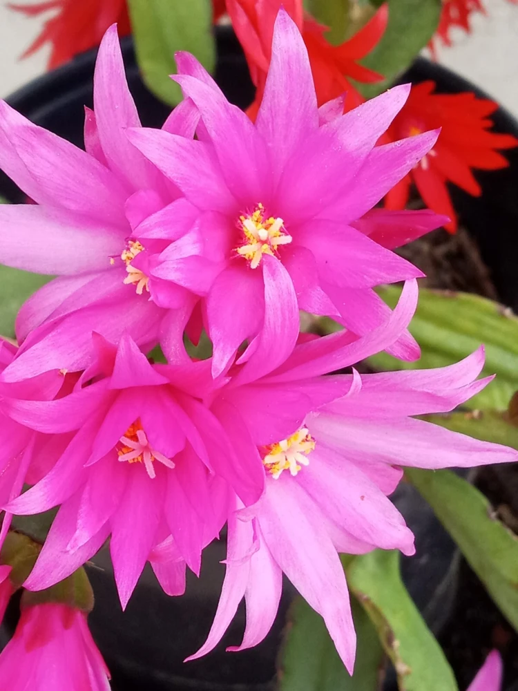 5 Easter Cactus Leaf Cuttings - Pink & Red Schlumbergera Mix Indoor/Outdoor - Image 6