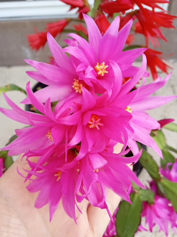 5 Easter Cactus Leaf Cuttings - Pink & Red Schlumbergera Mix Indoor/Outdoor - Image 7