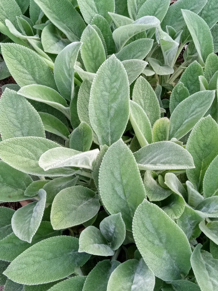 5 Lamb's Ear Stachys Byzantina Perennial Bare Root Plants - Outdoor Green - Image 2