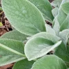 5 Lamb's Ear Stachys Byzantina Perennial Bare Root Plants - Outdoor Green - Image 1