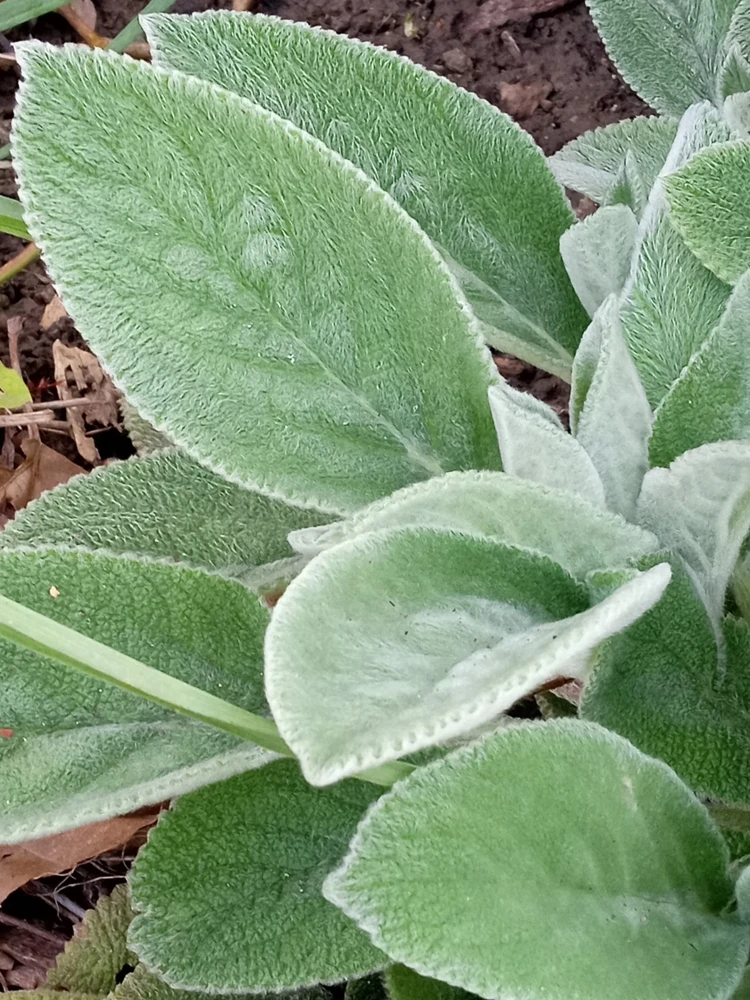 5 Lamb's Ear Stachys Byzantina Perennial Bare Root Plants - Outdoor Green - Image 1