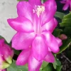 5 Magenta Thanksgiving Cactus Cuttings - Schlumbergera Zygocactus - Image 1