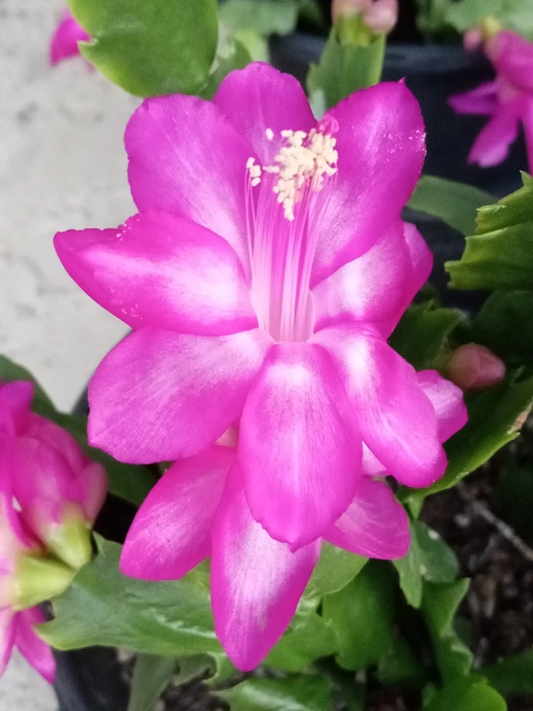 5 Magenta Thanksgiving Cactus Cuttings - Schlumbergera Zygocactus - Image 1