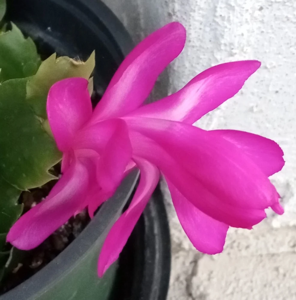 5 Magenta Thanksgiving Cactus Cuttings - Schlumbergera Zygocactus - Image 3
