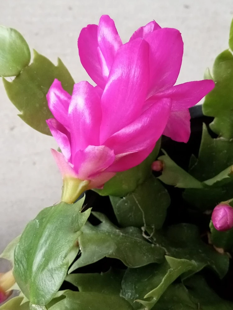 5 Magenta Thanksgiving Cactus Cuttings - Schlumbergera Zygocactus - Image 4