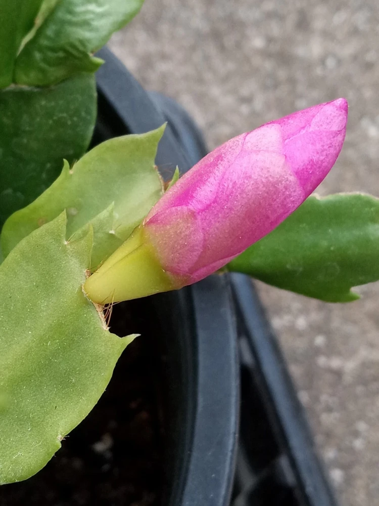 5 Magenta Thanksgiving Cactus Cuttings - Schlumbergera Zygocactus - Image 5