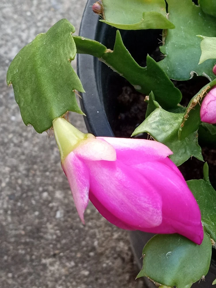 5 Magenta Thanksgiving Cactus Cuttings - Schlumbergera Zygocactus - Image 6