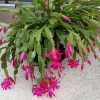 5 Pink Christmas Cactus Cuttings - Schlumbergera Zygocactus Leaf - Live Plant - Image 1