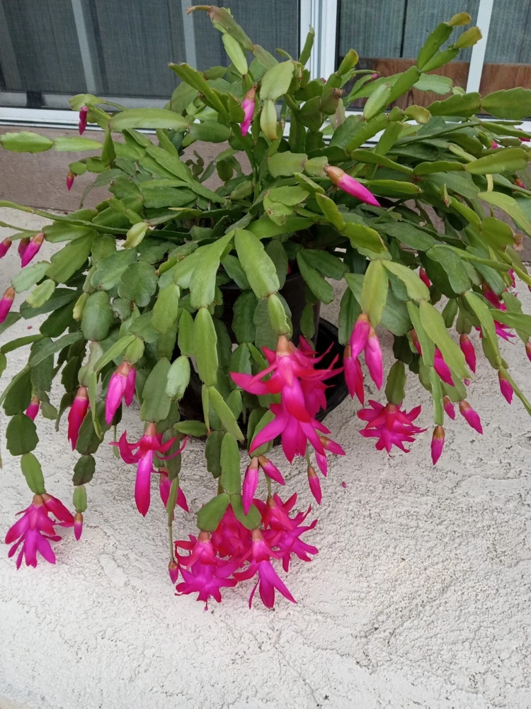 5 Pink Christmas Cactus Cuttings - Schlumbergera Zygocactus Leaf - Live Plant - Image 1
