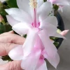 5 Pink Thanksgiving Cactus Cuttings - Schlumbergera Zygocactus Leaf - Live Plant Indoor/Outdoor - Image 1