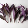 5 Purple Heart Tradescantia Pallida Perennial Cuttings - Live Starter Plants - Image 1
