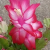 5 Red Thanksgiving Cactus Leaf Cuttings - Schlumbergera Zygocactus Live Plant Indoor/Outdoor - Image 1