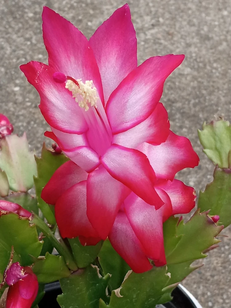 5 Red Thanksgiving Cactus Leaf Cuttings - Schlumbergera Zygocactus Live Plant Indoor/Outdoor - Image 1