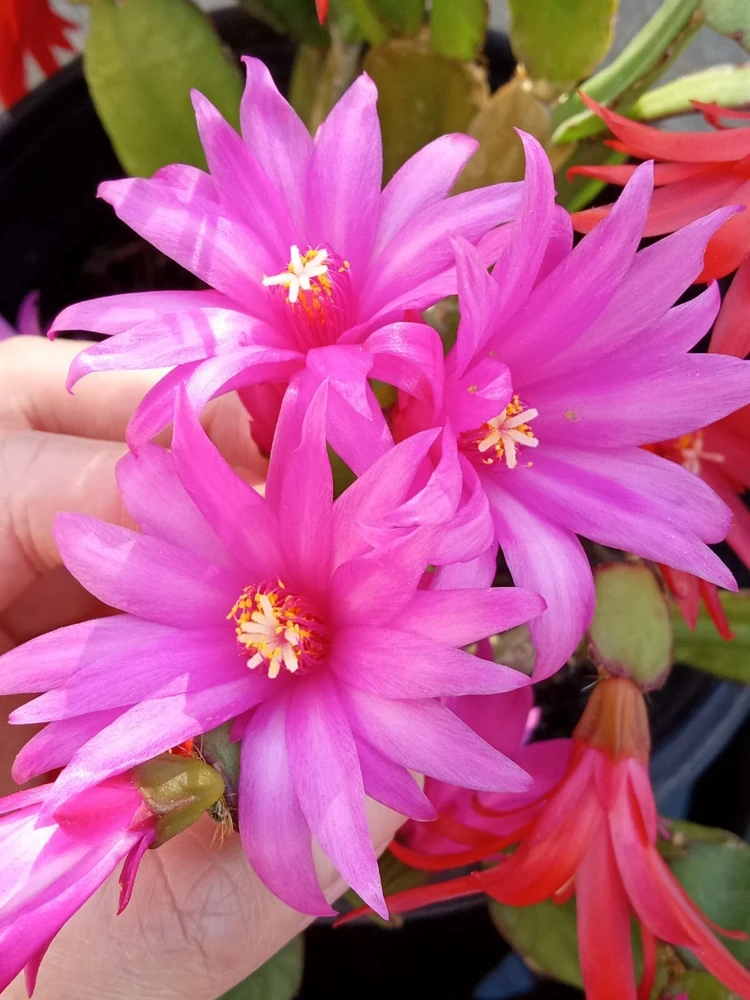 5 Rooted Easter Cactus Live Plant - Pink Red Schlumbergera Zygocactus Mix - Image 2