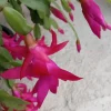 5 Rooted Pink Christmas Cactus Cuttings - Live Schlumbergera Zygocactus Plant - Image 1