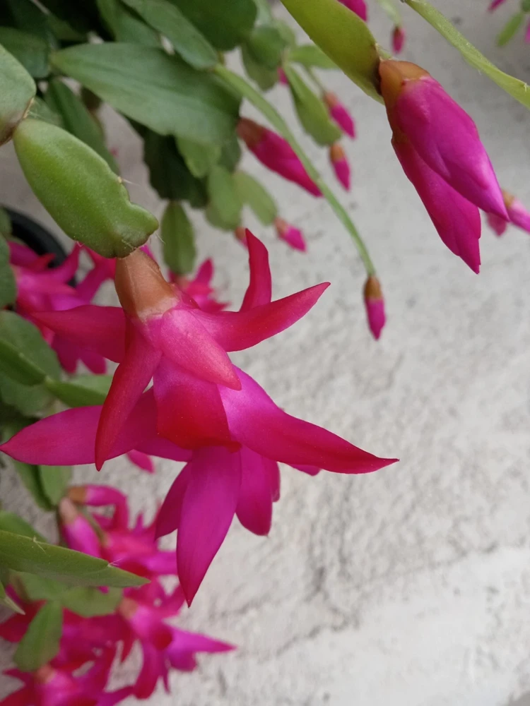 5 Rooted Pink Christmas Cactus Cuttings - Live Schlumbergera Zygocactus Plant - Image 1