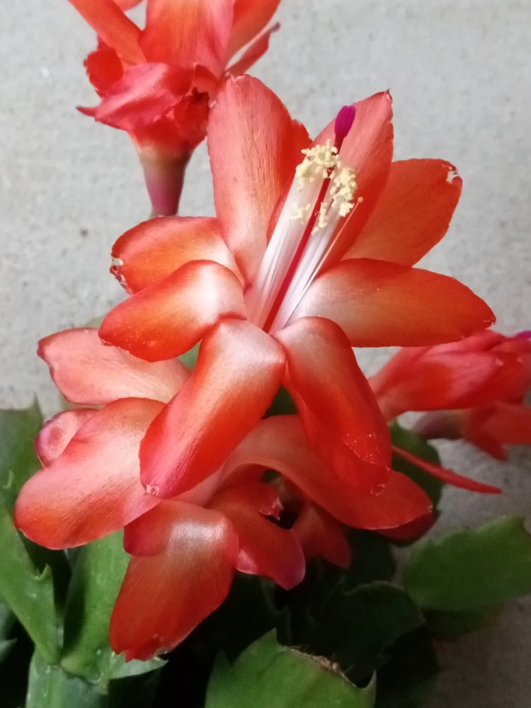 5 Rooted Thanksgiving Cactus Schlumbergera Variety Mix Live Plant - Image 2