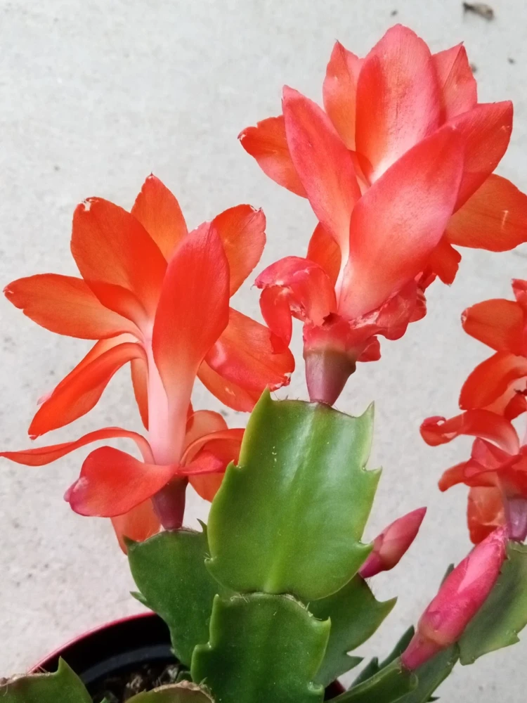 5 Rooted Thanksgiving Cactus Schlumbergera Variety Mix Live Plant - Image 1