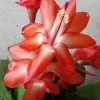 5 Thanksgiving Cactus Cuttings - Orange Schlumbergera Zygocactus Leaf - Indoor/Outdoor - Image 1