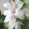 5 White Thanksgiving Cactus Live Cuttings - Schlumbergera Zygocactus Leaf Ready to Plant - Image 1