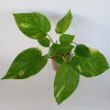 6 Rooted Golden Pothos Ivy Live Plant – Epipremnum Aureum – Indoor/Outdoor Air Purifying Vine - Image 1