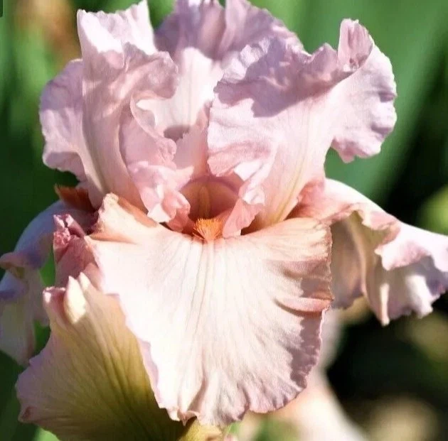 7 Bearded Iris Rhizome Bulbs - Variety Mix Perennial for Full Sun Gardens - Image 1