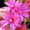 7 Easter Cactus Cuttings Pink Red Variety Mix - Schlumbergera Zygocactus Leaf - Image 1