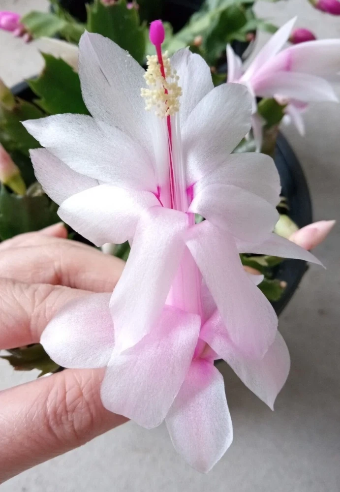 7 Pink Thanksgiving Cactus Leaf Cuttings - Schlumbergera Zygocactus Ready to Plant - Image 1