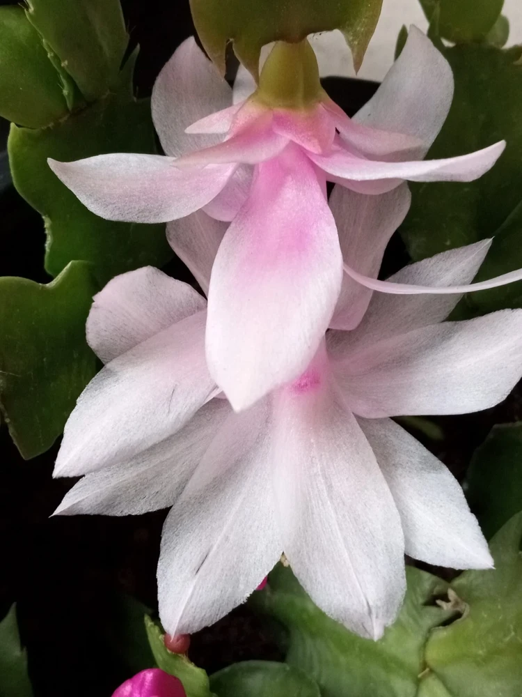 7 Pink Thanksgiving Cactus Leaf Cuttings - Schlumbergera Zygocactus Ready to Plant - Image 2