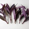 7 Purple Heart Tradescantia Pallida Live Perennial Cuttings - Indoor/Outdoor - Image 1
